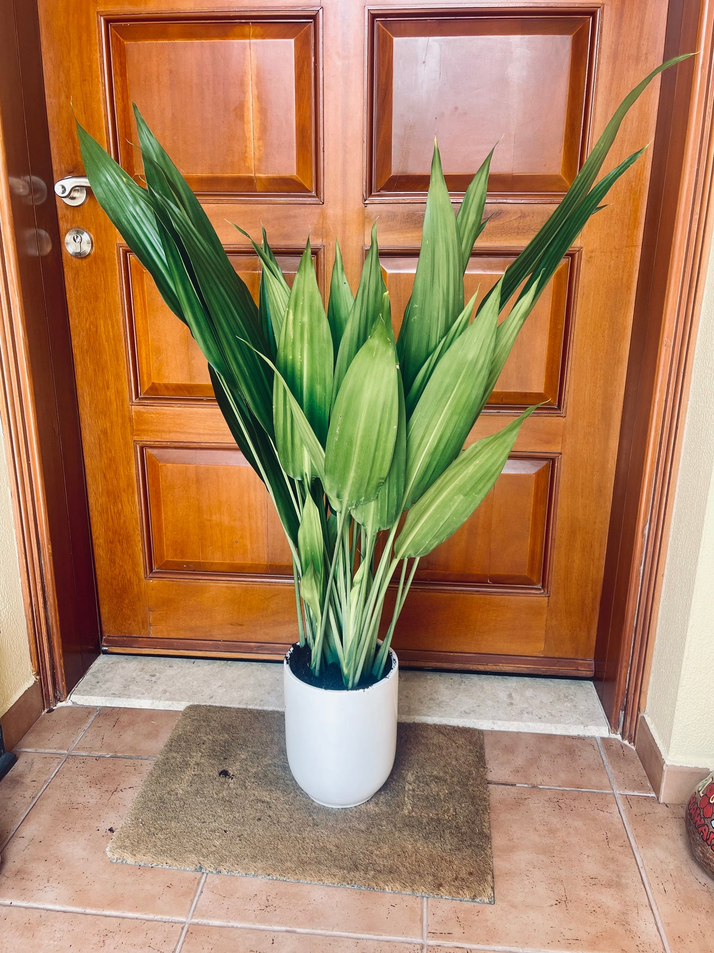 Aspiradas | Aspidistras Indoor Plant | Cast Iron Plant | 80cm-90cm