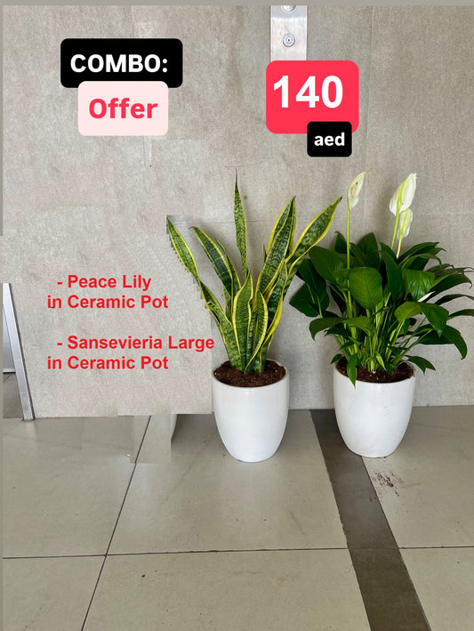 2pcs Combo: Potted Peace lily Plant & Sansevieria Plant- Ceramic Pots