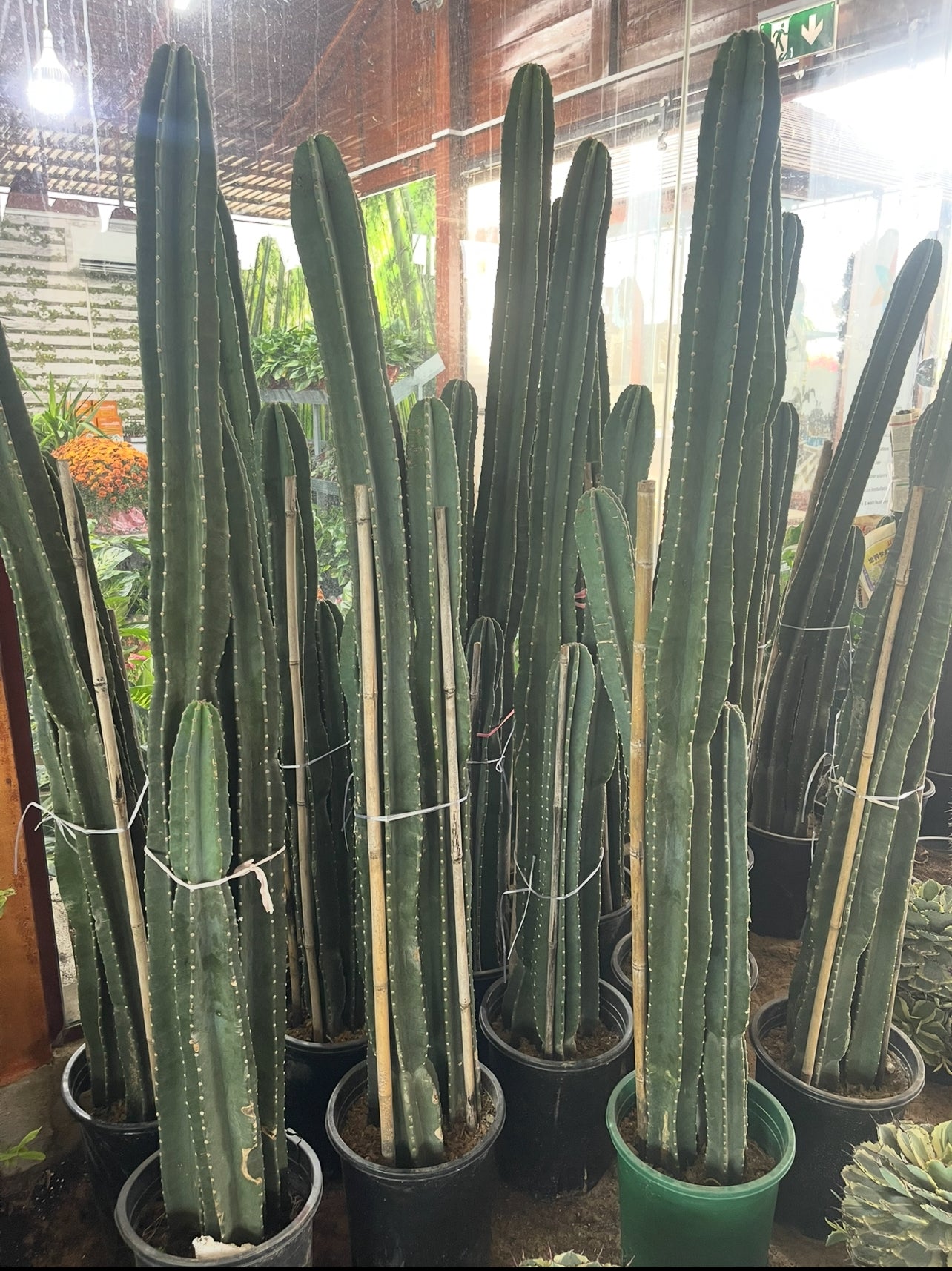 Cactus Long 160cm - 170cm