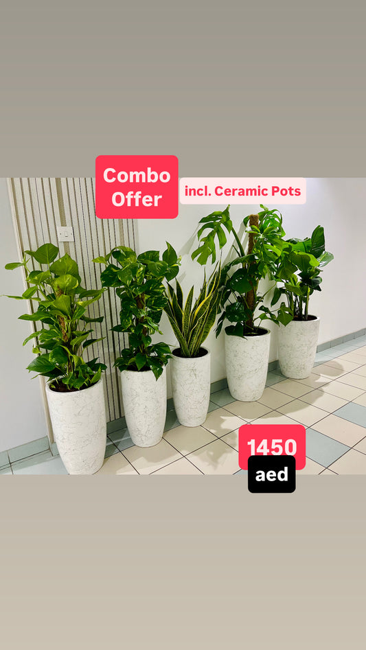 Office Plants Bundle 5 plants in Ceramic Pots