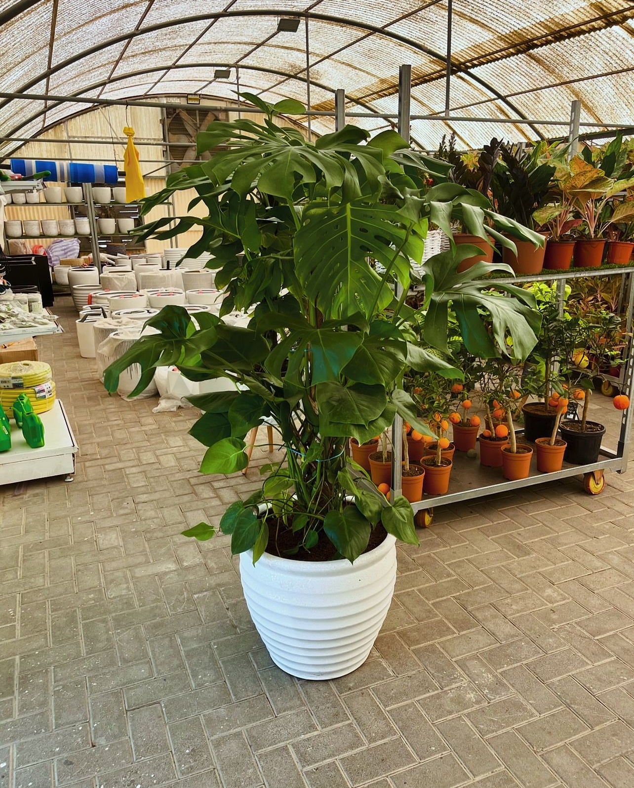 Monstera XL 160cm-170cm in FiberClay Pot Ceriman, Swiss Cheese Plant, Monstera, Mexican Breadfruit, Delicious Monster, Split-leaf philodendron
