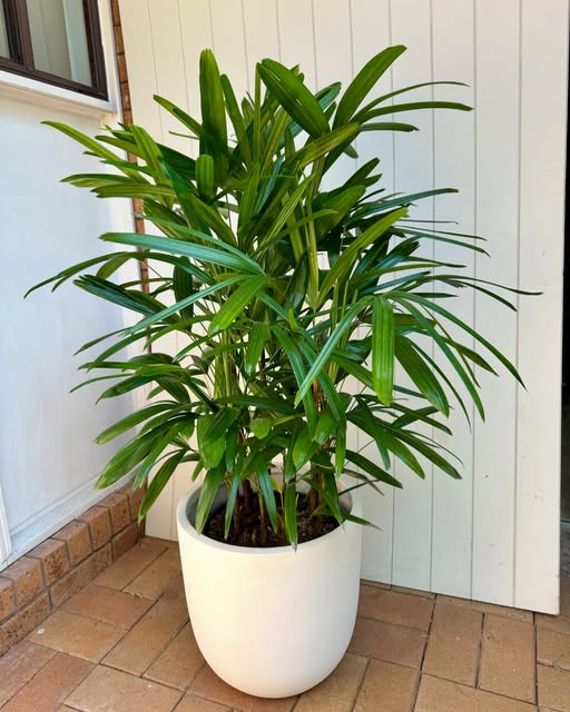 Rhapis Excelsa 60cm-80cm | Lady Palm | Miniature Fan Palm