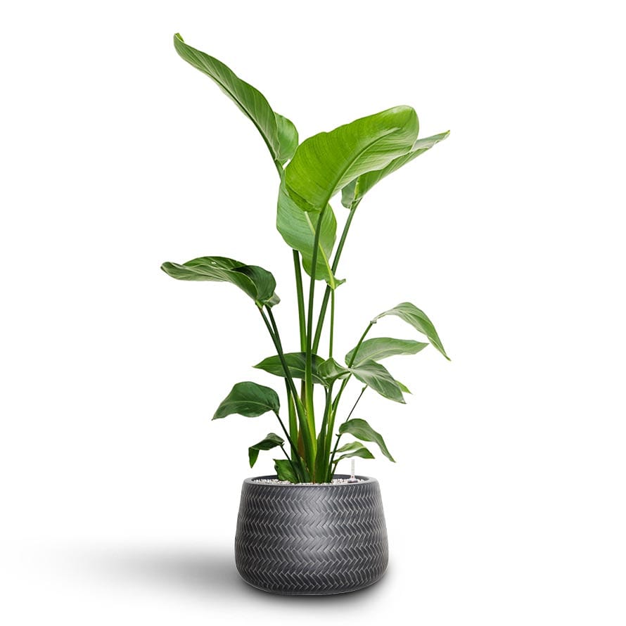 Set of 2 Potted - Areca Palm + Bird Of Paradise in Ceramic Pots