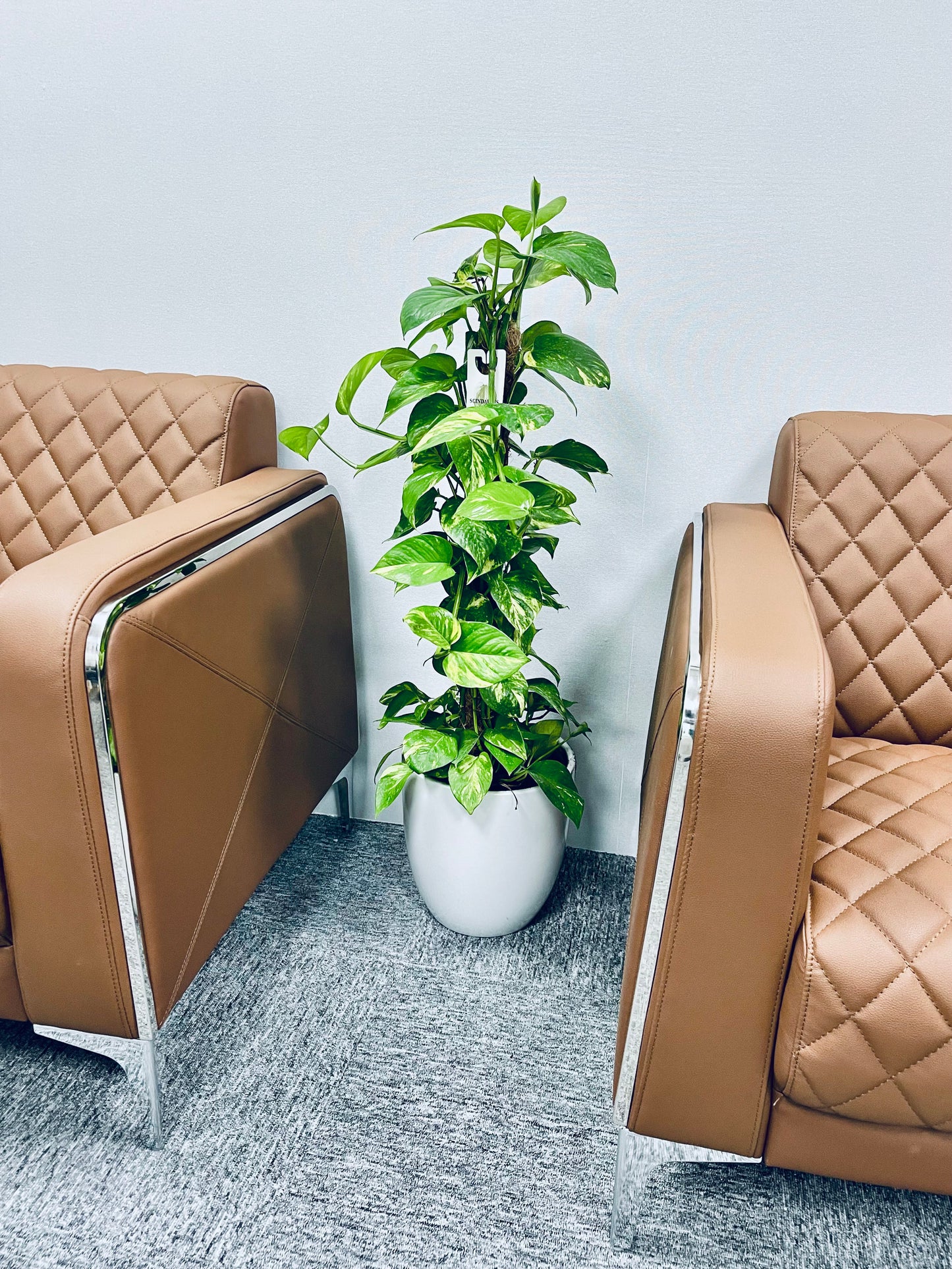 Money Plant Holland 1mtr in Ceramic Pot