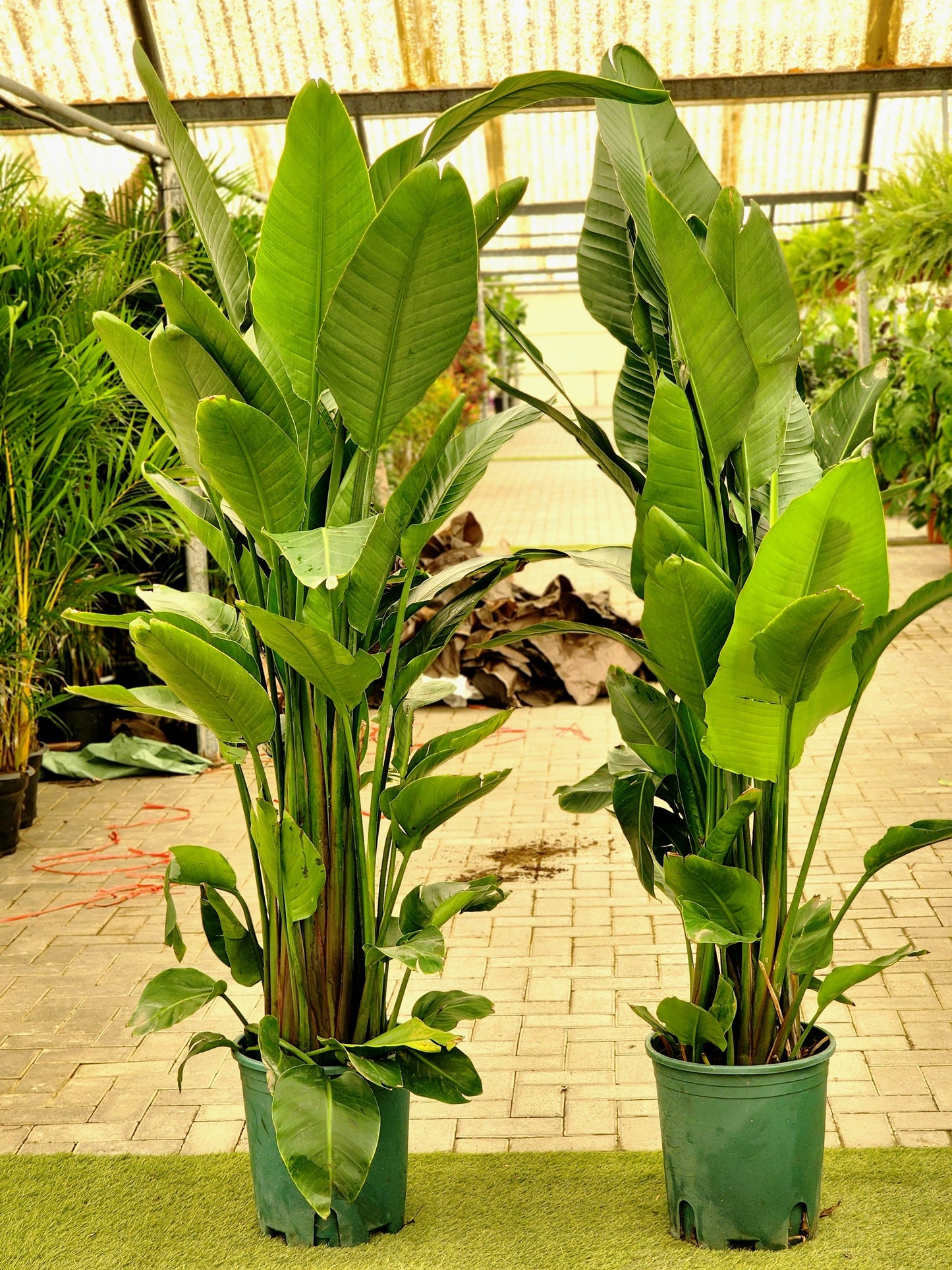 Bird Of Paradise XXL (170-180cm) (Holland) sterilitzia