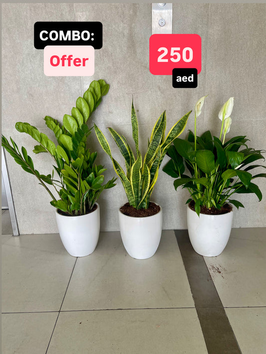 Three potted plants in white pots on a tiled floor with promotional text overlay.