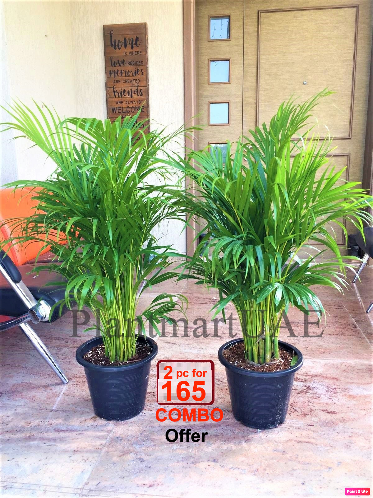 2pcs Potted Areca Palm | 150cm-160cm | Ceramic Pot