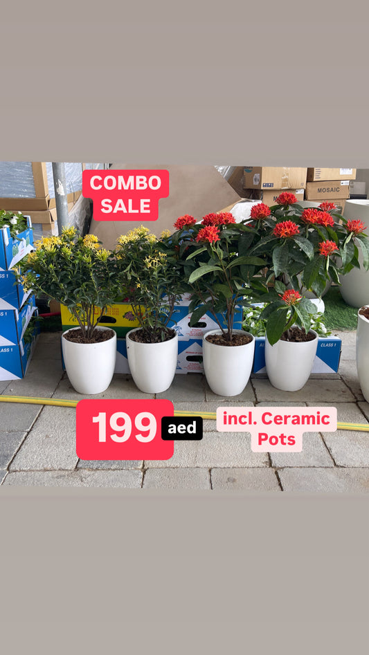 POTTED Combo: 4 Ixora in Ceramic Pots