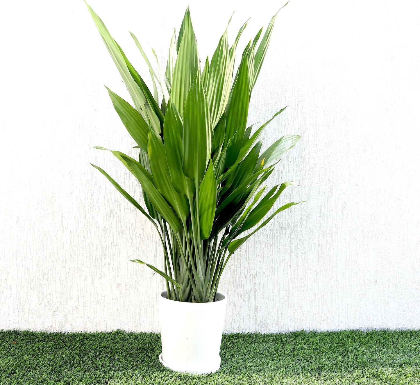 Aspiradas | Aspidistras Indoor Plant | Cast Iron Plant | 80cm-90cm
