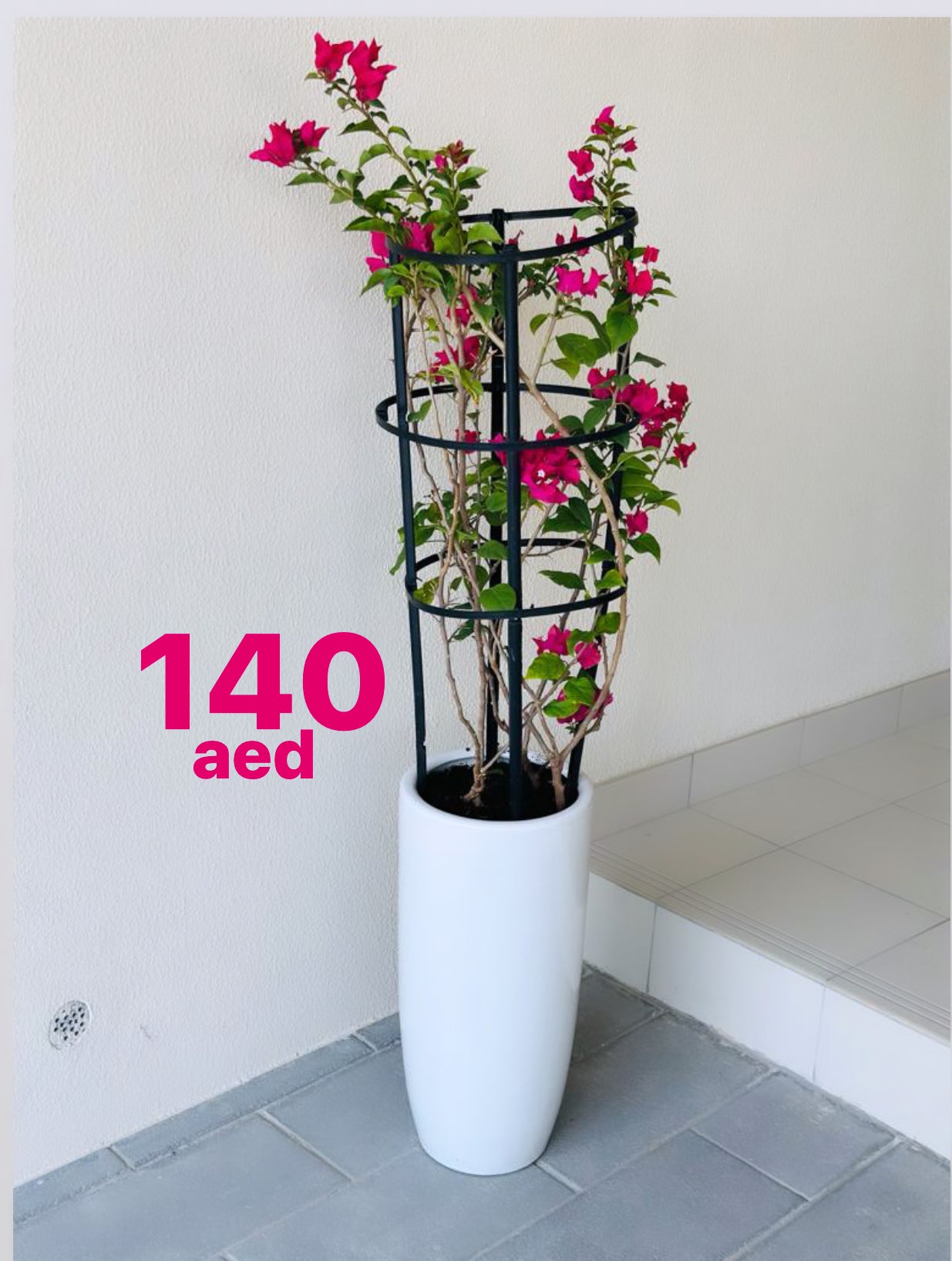 Potted Bougainvillea in CERAMIC Pot
