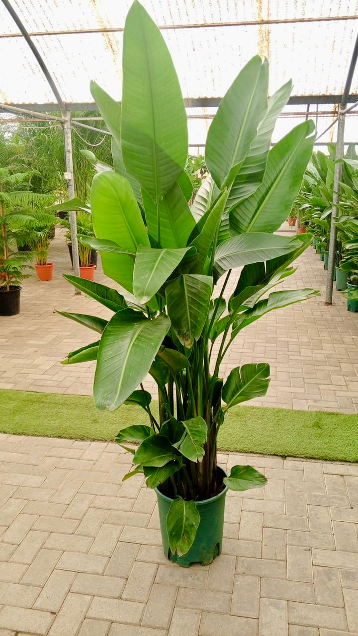 Bird Of Paradise XXL (170-180cm) (Holland) sterilitzia