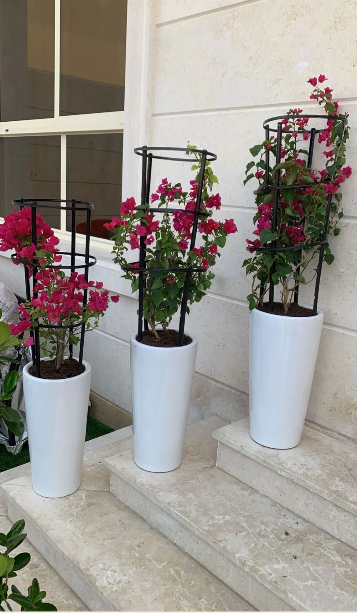 Bundle Pack: 3pcs in Ceramic Pots - PlantmartUAE.com