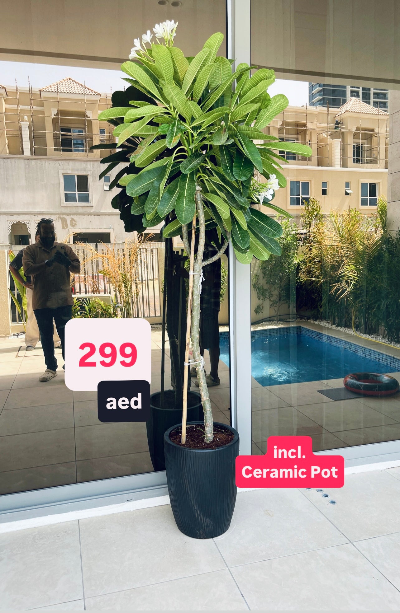 Plumeria Obtusa 2mtr-2.2mtr “Frangipani in CERAMIC Pot | outdoor plants