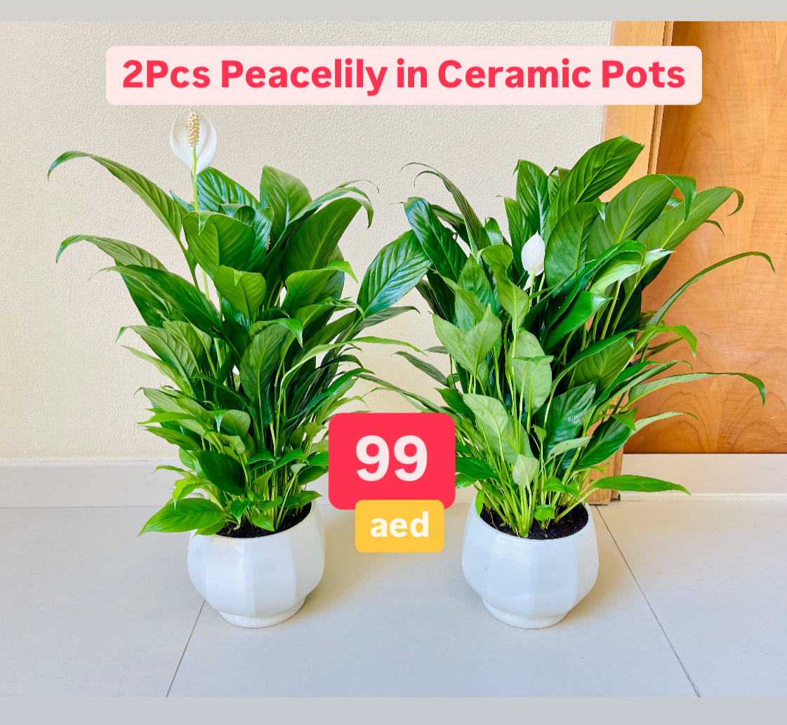 2pcs Potted Peace Lily in CERAMIC Pots indoor plant | Spathiphyllum Sweet Lauretta | Best Online Store | PlantMartUAE.com