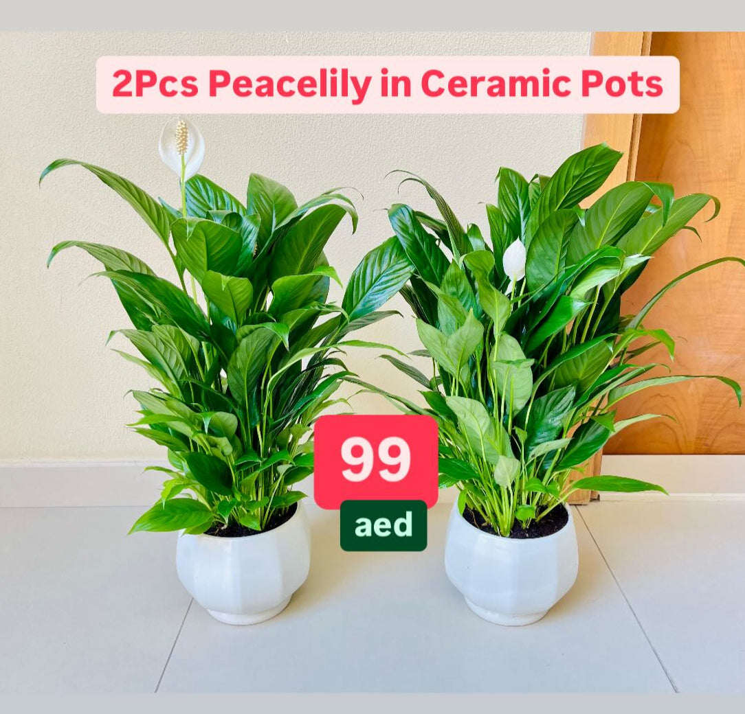 2pcs Potted Peace Lily in CERAMIC Pots indoor plant | Spathiphyllum Sweet Lauretta | Best Online Store | PlantMartUAE.com
