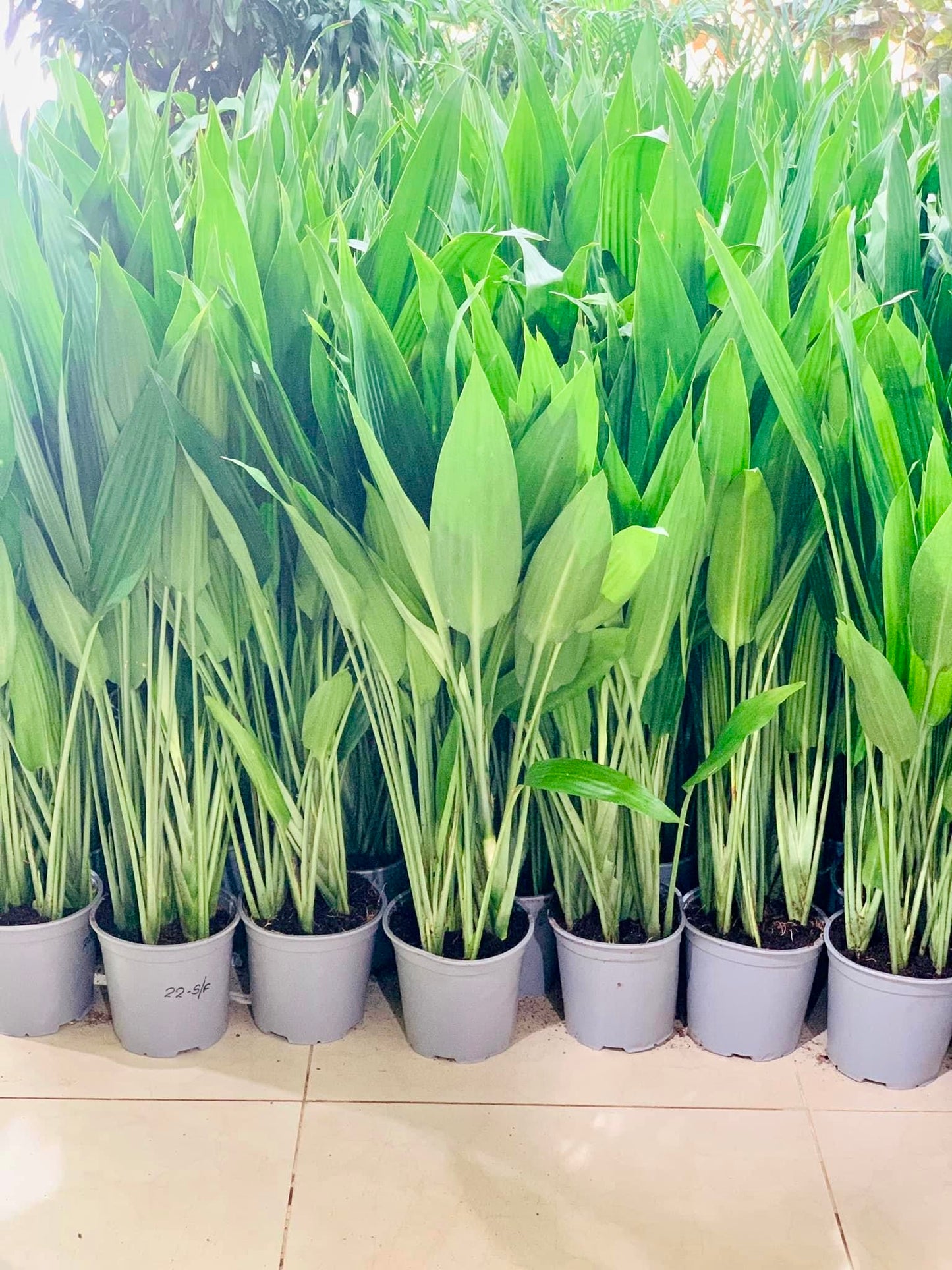 Aspiradas | Aspidistras Indoor Plant | Cast Iron Plant | 80cm-90cm
