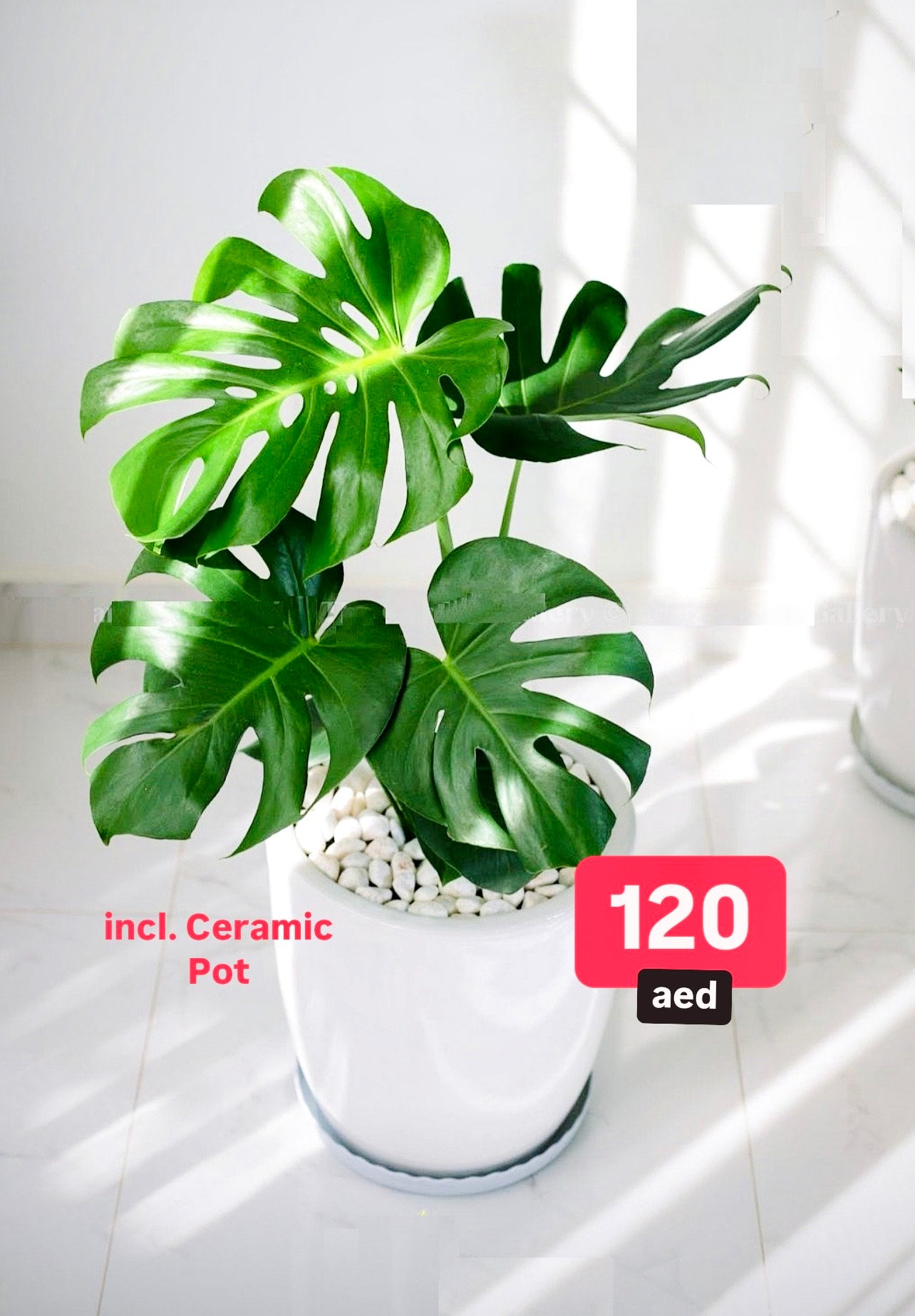 Monstera HOLLAND 80cm | White Ceramic Pot
