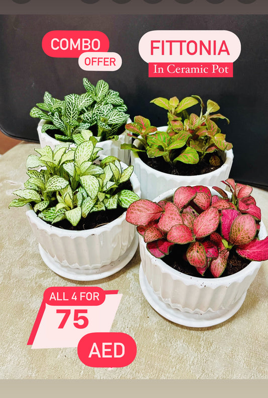 4 Potted Fittonia COMBO: in CERAMIC Pots 5-10cm