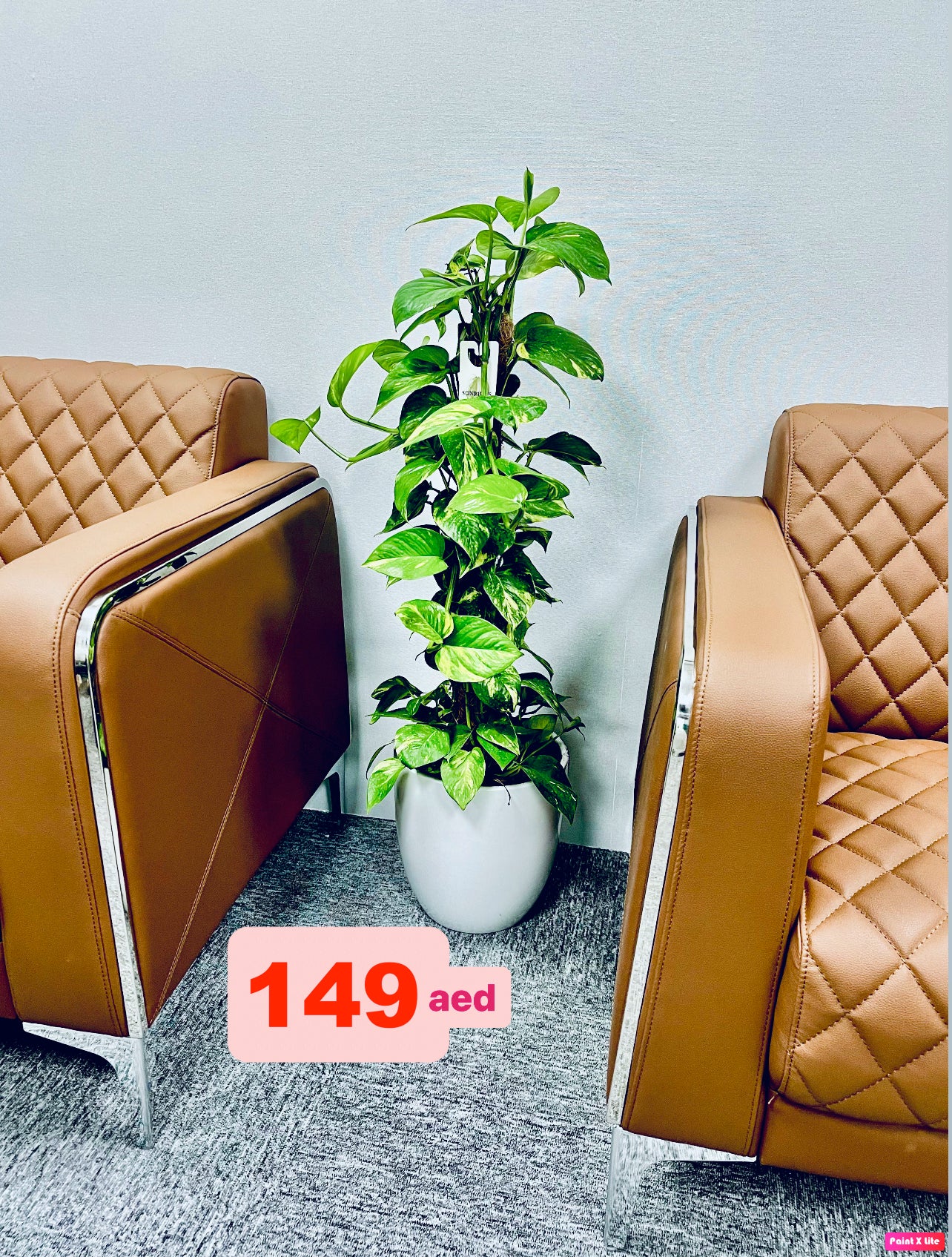 Money Plant Holland 1mtr in Ceramic Pot