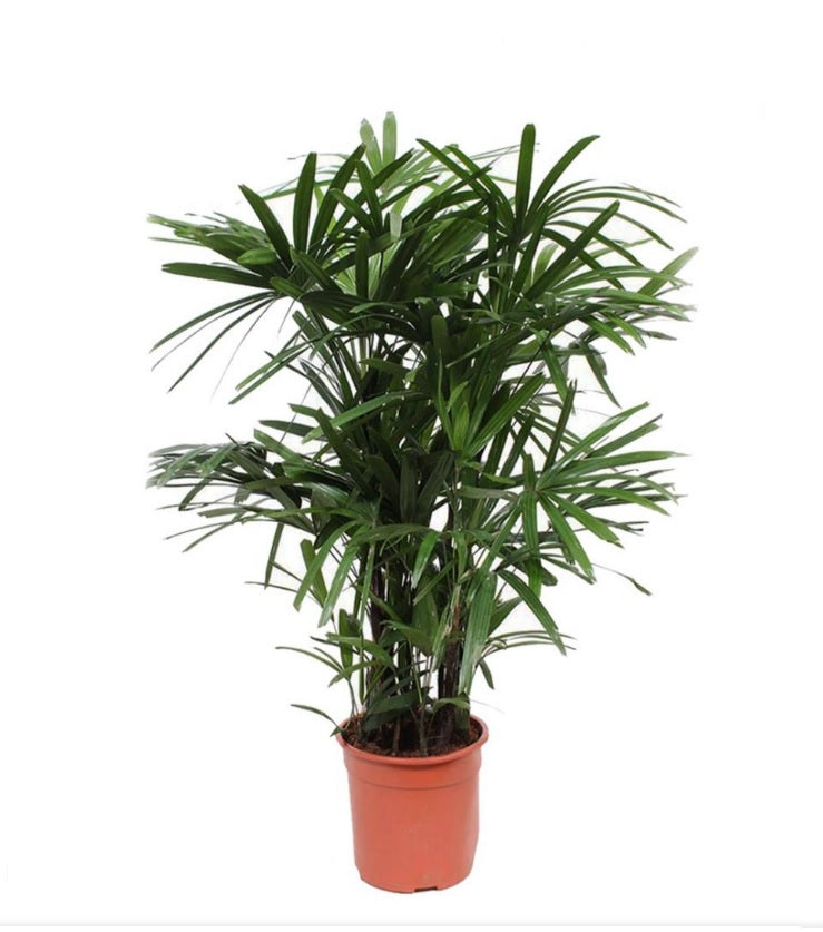 Rhapis Excelsa 60cm - 80cm - PlantmartUAE.com