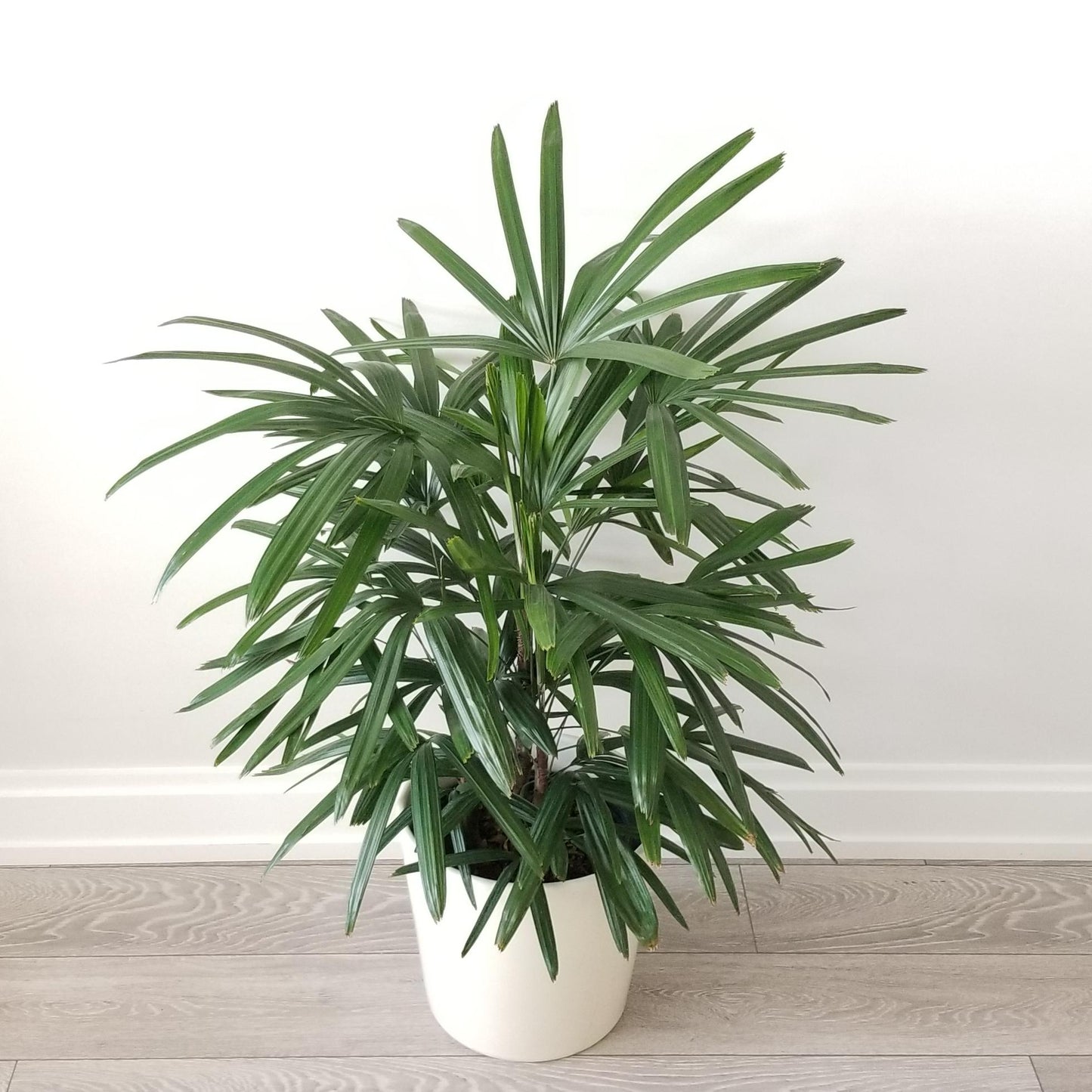 Rhapis Excelsa 60cm-80cm | Lady Palm | Miniature Fan Palm