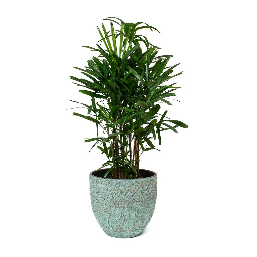 Rhapis Excelsa 60cm-80cm/ Lady Palm/Miniature Fan Palm - PlantmartUAE.com