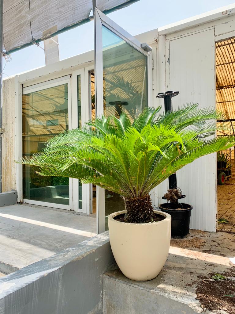 Cycas Revoluta (Sago Palm tree )XL With Ceramic pot - PlantmartUAE.com