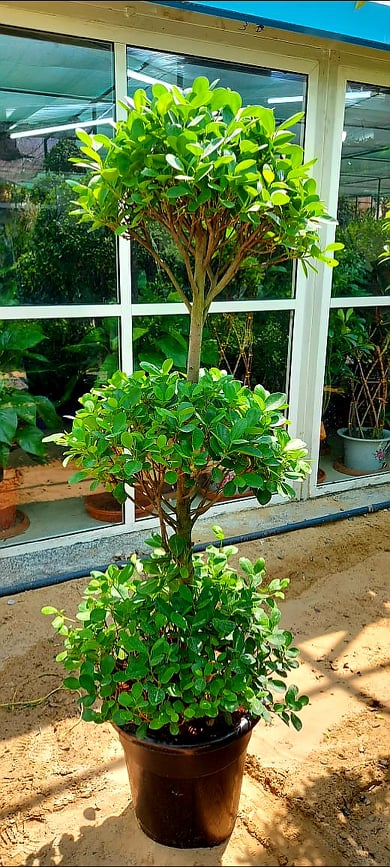 Ficus panda 3 head/tier 170cm-190cm - PlantmartUAE.com