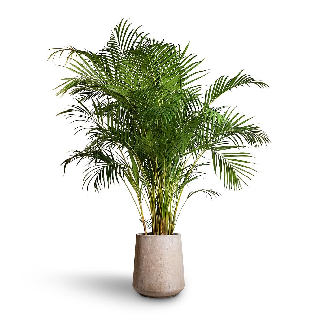 Areca Palm (L)160cm-170cm - PlantmartUAE.com