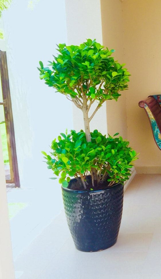 Ficus panda 2 tier CERAMIC POT(L) - PlantmartUAE.com