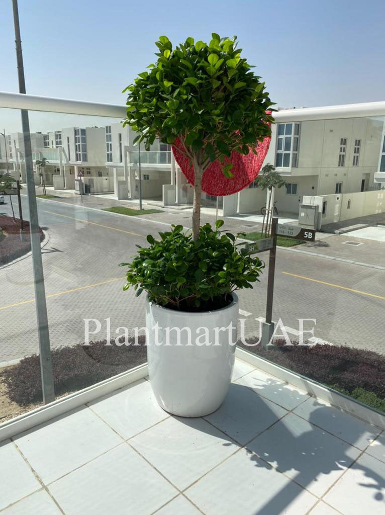 Ficus panda 2 tier CERAMIC POT(L) - PlantmartUAE.com