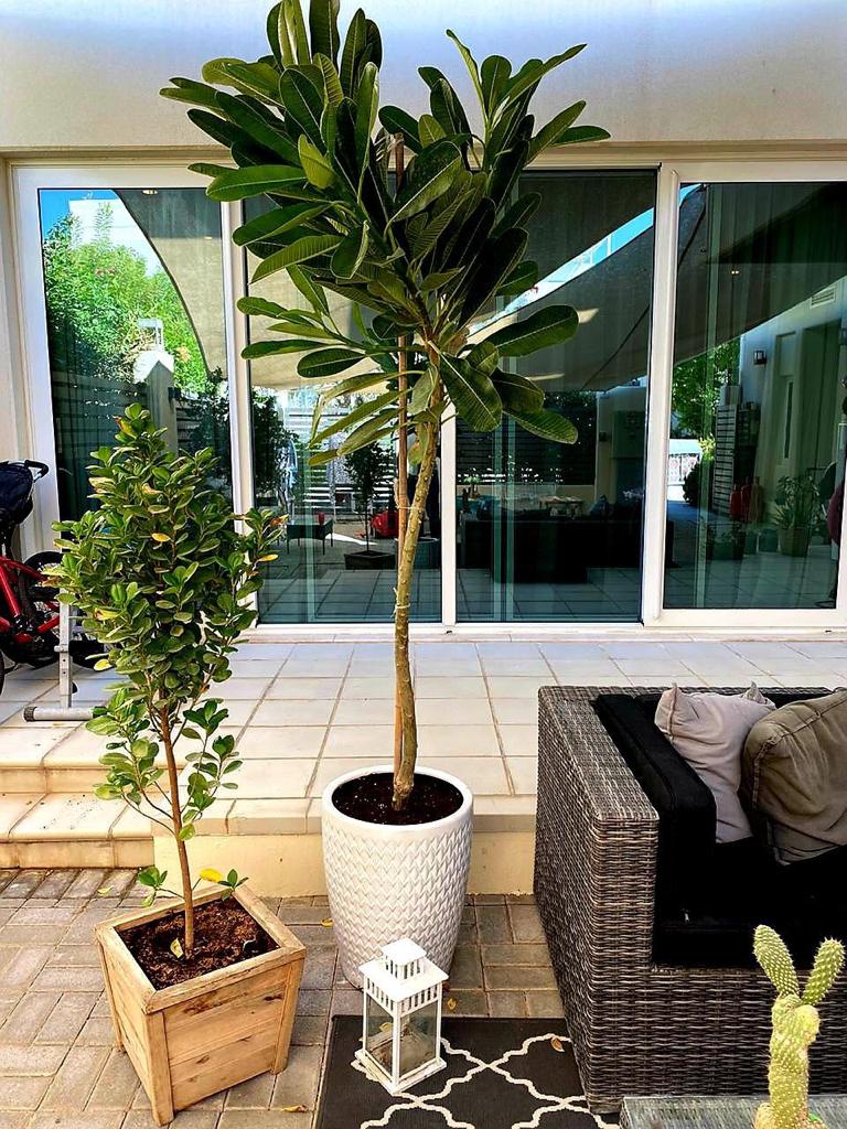 Plumeria Obtusa “Frangipani with ceramic pot - PlantmartUAE.com