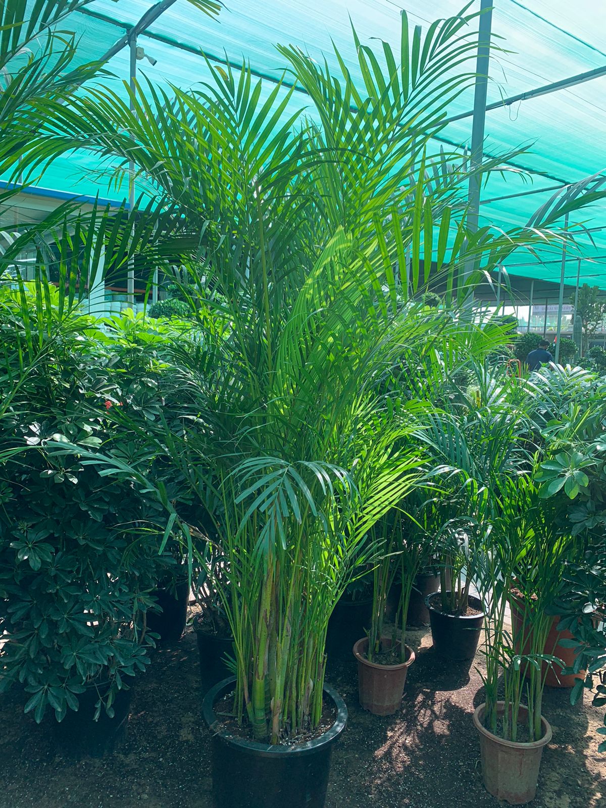 Areca Palm (L)160cm-170cm - PlantmartUAE.com
