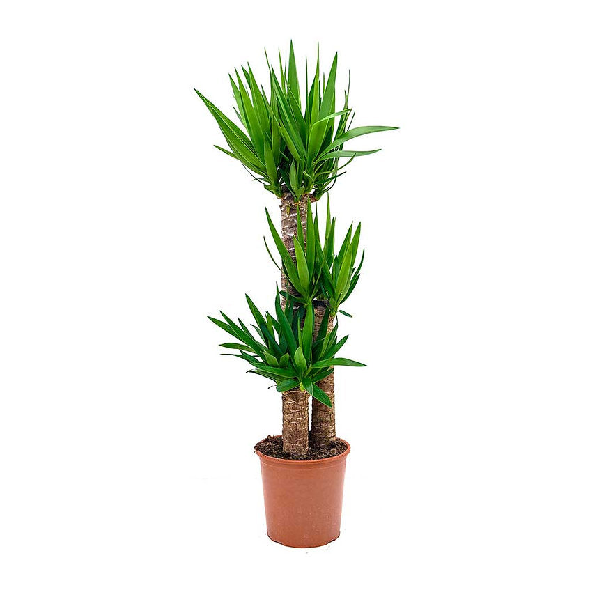 Twin Pack: Yucca XL/ ZZ plant- Ceramic pots - PlantmartUAE.com