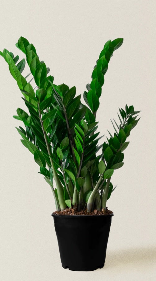 Twin Pack: Yucca XL/ ZZ plant- Ceramic pots - PlantmartUAE.com