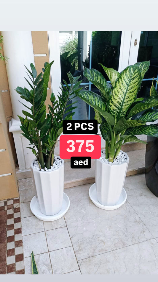 Potted 2Pcs Indoor Plants in Ceramic Pots