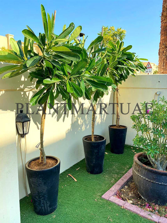 3PCS COMBO Offer: Frangipani/Plumeria in Ceramic Pots
