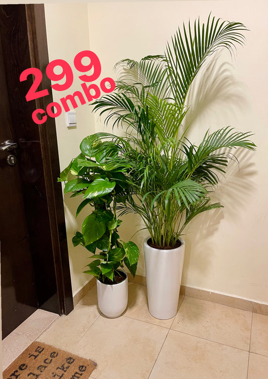 2pcs Potted COMBO 299: Areca Palm + Money Plant in Ceramic Pot