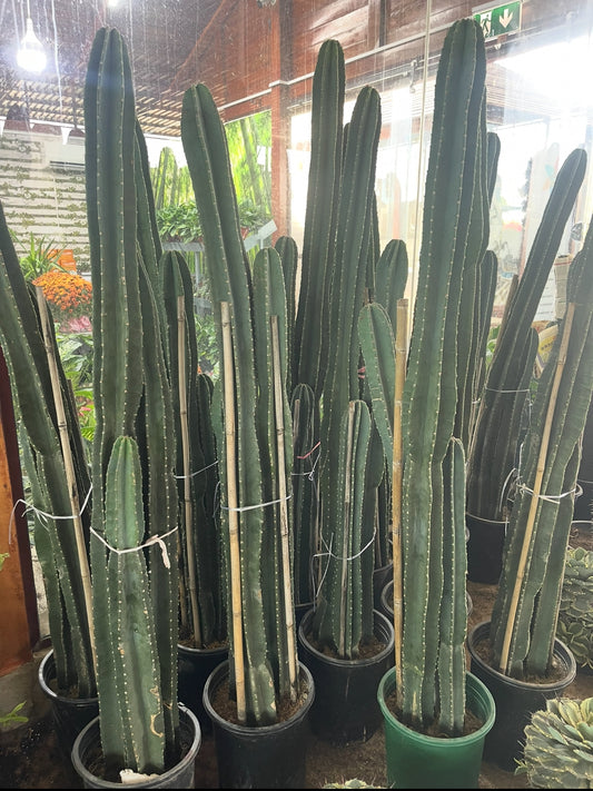 Cactus Long  160cm - 170cm