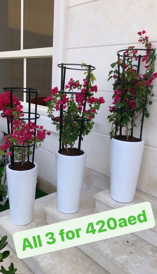 Bundle Pack: 3pcs in Ceramic Pots