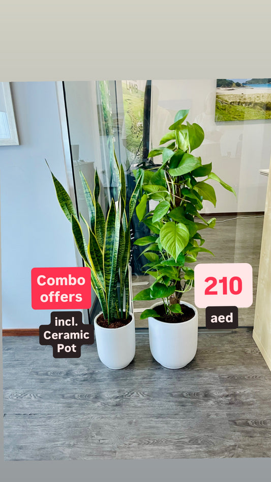 Potted Combo Offer: Money Plant (1mtr) + Snake Plant (80cm) in Ceramic Pots