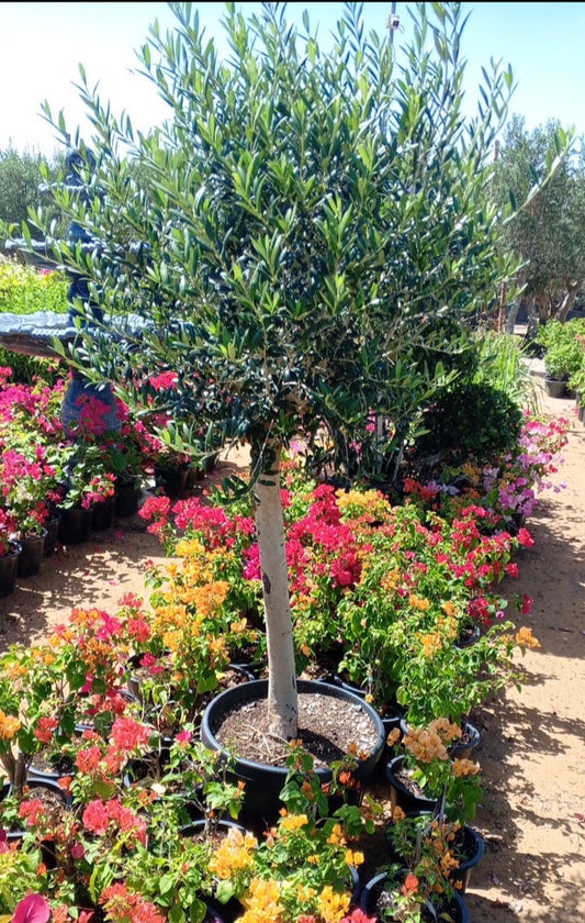 Olive Tree Spain 1.7mtr 18years