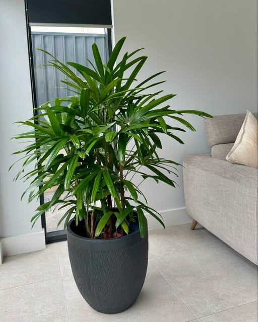 Rhapis Excelsa 60cm-80cm | Lady Palm | Miniature Fan Palm