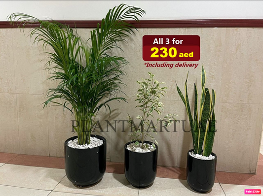 Set of 3 Potted: Indoor Plants- Black CERAMIC Pots