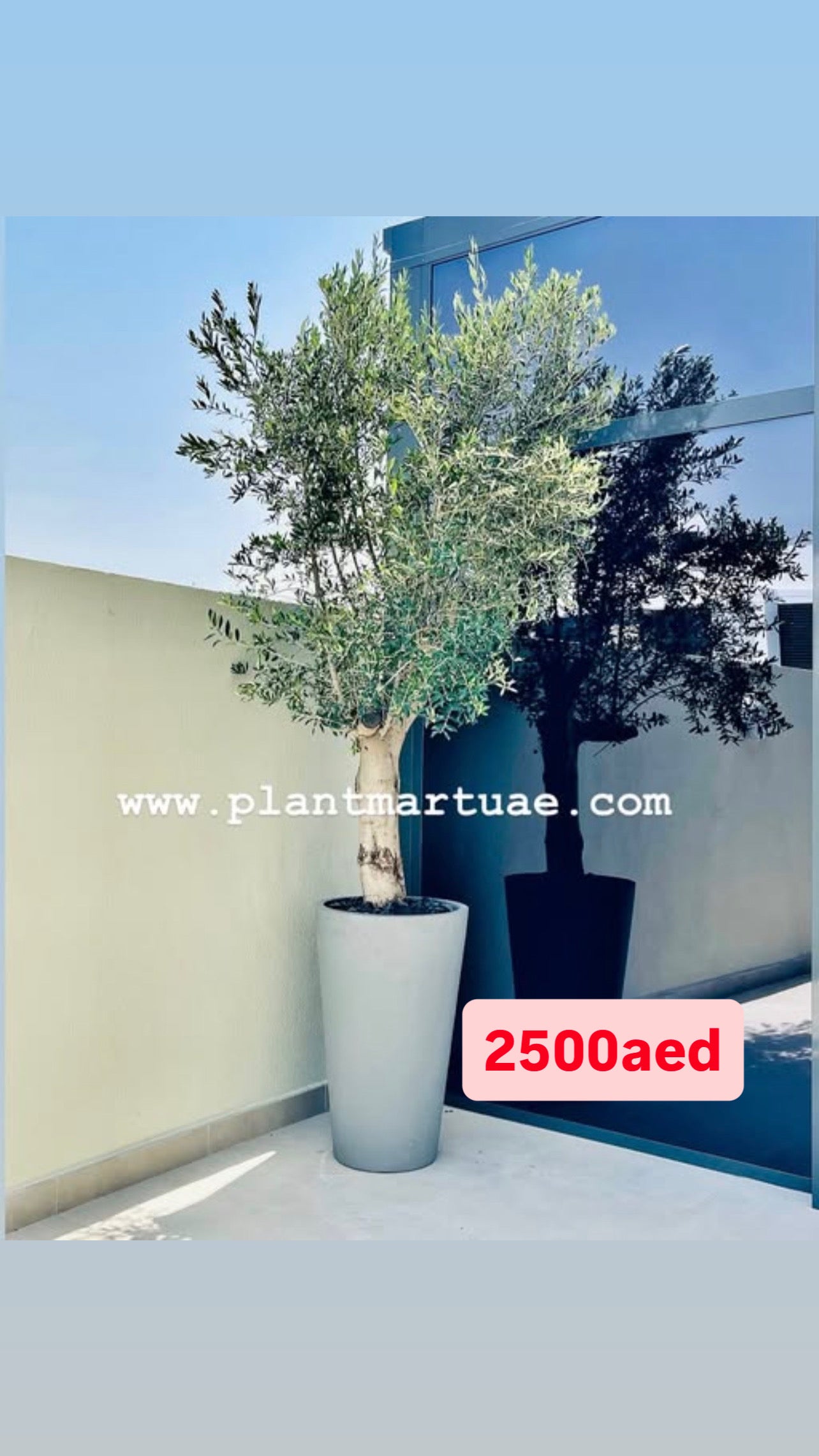 Olive Tree XL 3mtr in Large FiberClay Pot