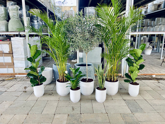 Bulk of potted indoor plants arranged in a line, including species such as an olive tree, areca palm, fiddle leaf fig, peace lily, and snake plant, all in white ceramic pots.