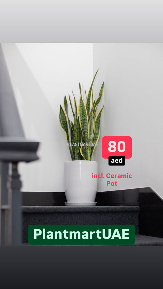 Sansevieria Plant Large 70cm-80cm - CERAMIC Pot