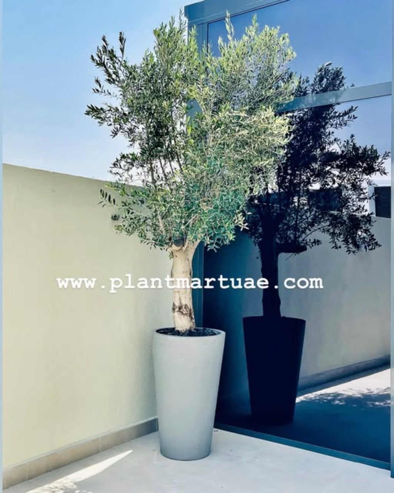 Olive Tree XL 3mtr in Large FiberClay Pot