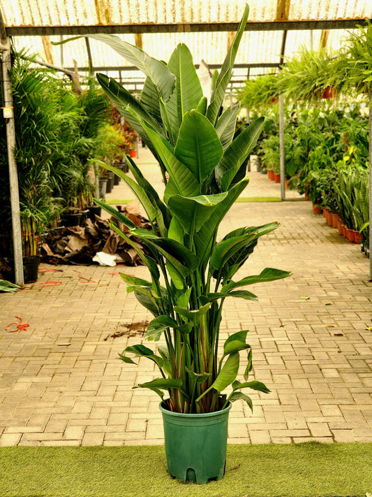 Bird Of Paradise XXL (170-180cm) (Holland) sterilitzia