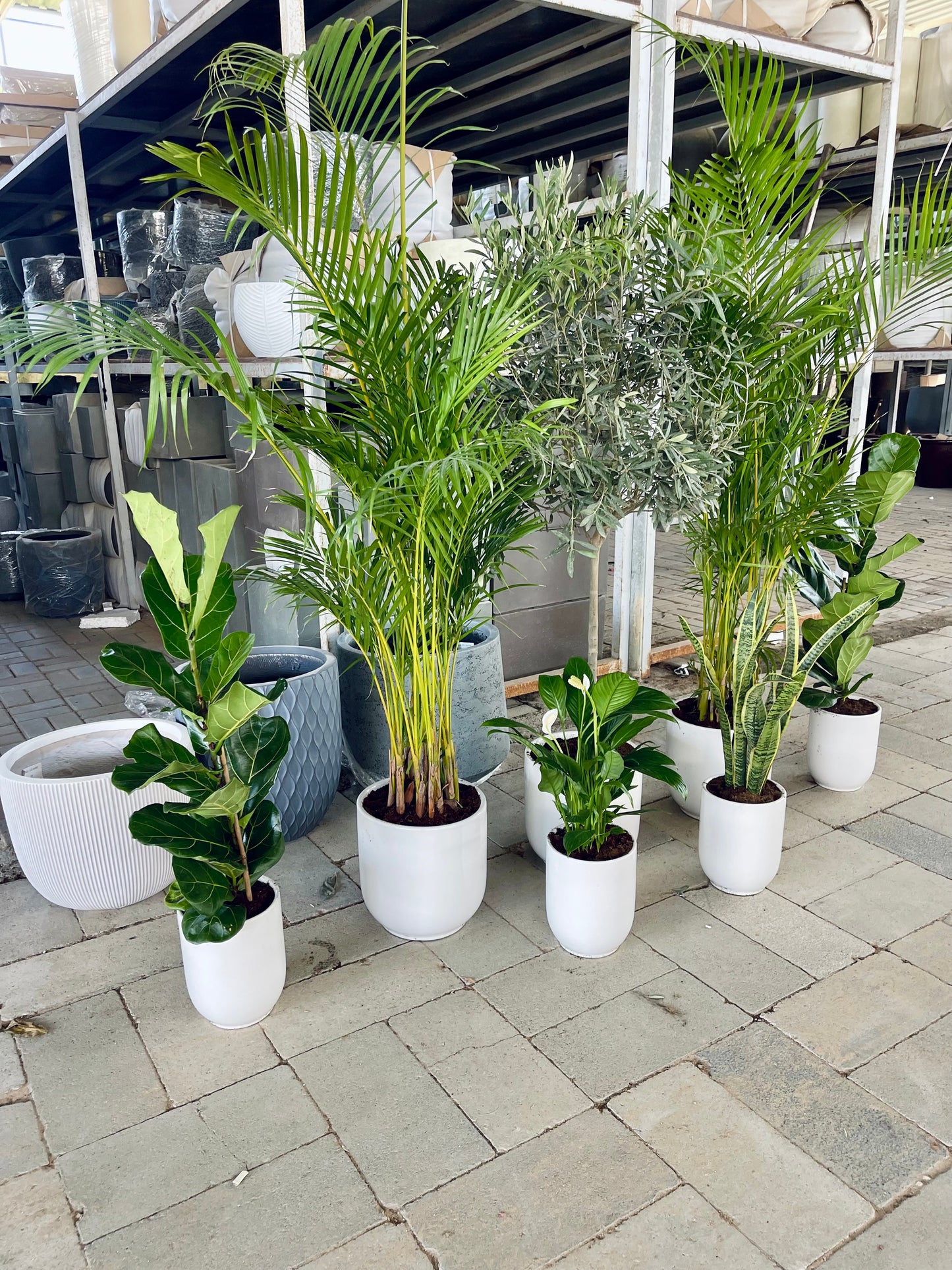 7 Office or Home Plants Potted COMBO: Olive Tree | 2 Areca Palm | 2 Fiddle leaf | Peace Lily | Snake Plant | in CERAMIC Pots